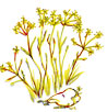 Weeds