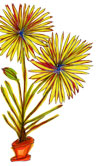 Flower 9