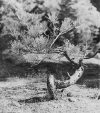 2bonsai.gif (183222 bytes)