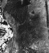 2impressions.gif (188470 bytes)