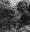 2muddycrik.gif (173578 bytes)