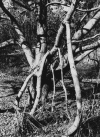 2roots.gif (224923 bytes)