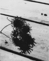 seedpodondeck.gif (125909 bytes)