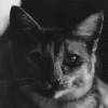 thecat.gif (105971 bytes)
