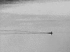 3duck.gif (83425 bytes)