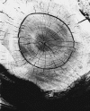 3thestormof76.gif (166823 bytes)