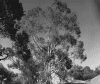 3tree.gif (127912 bytes)