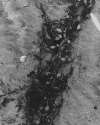 5seaweed.gif (204506 bytes)