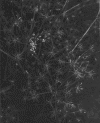 5seedpods2.gif (135099 bytes)