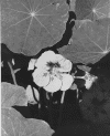 5violet.gif (151251 bytes)