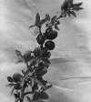 branchwithfruit.gif (141421 bytes)