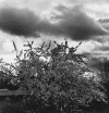 bushunderdarkclouds.gif (148165 bytes)