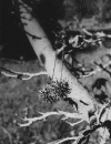 hangingseedpods.gif (172092 bytes)