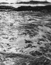 tidepool.gif (204707 bytes)